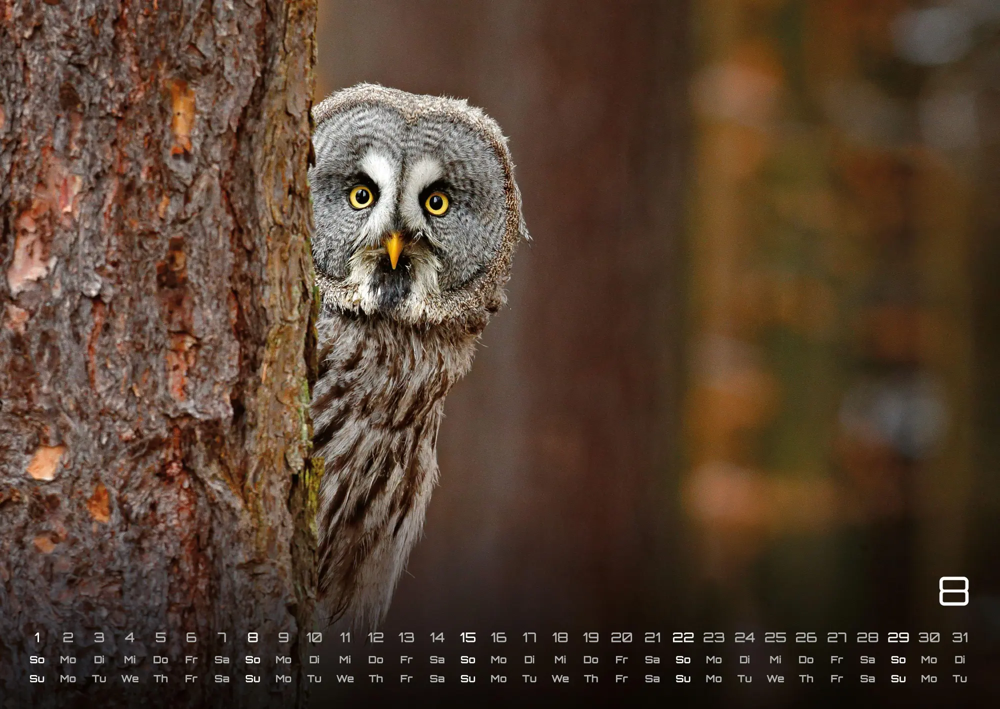 Bild: 9783986736460 | Eulen - Wächter der Nacht - 2027 - Kalender DIN A2 | GP-Fever. de