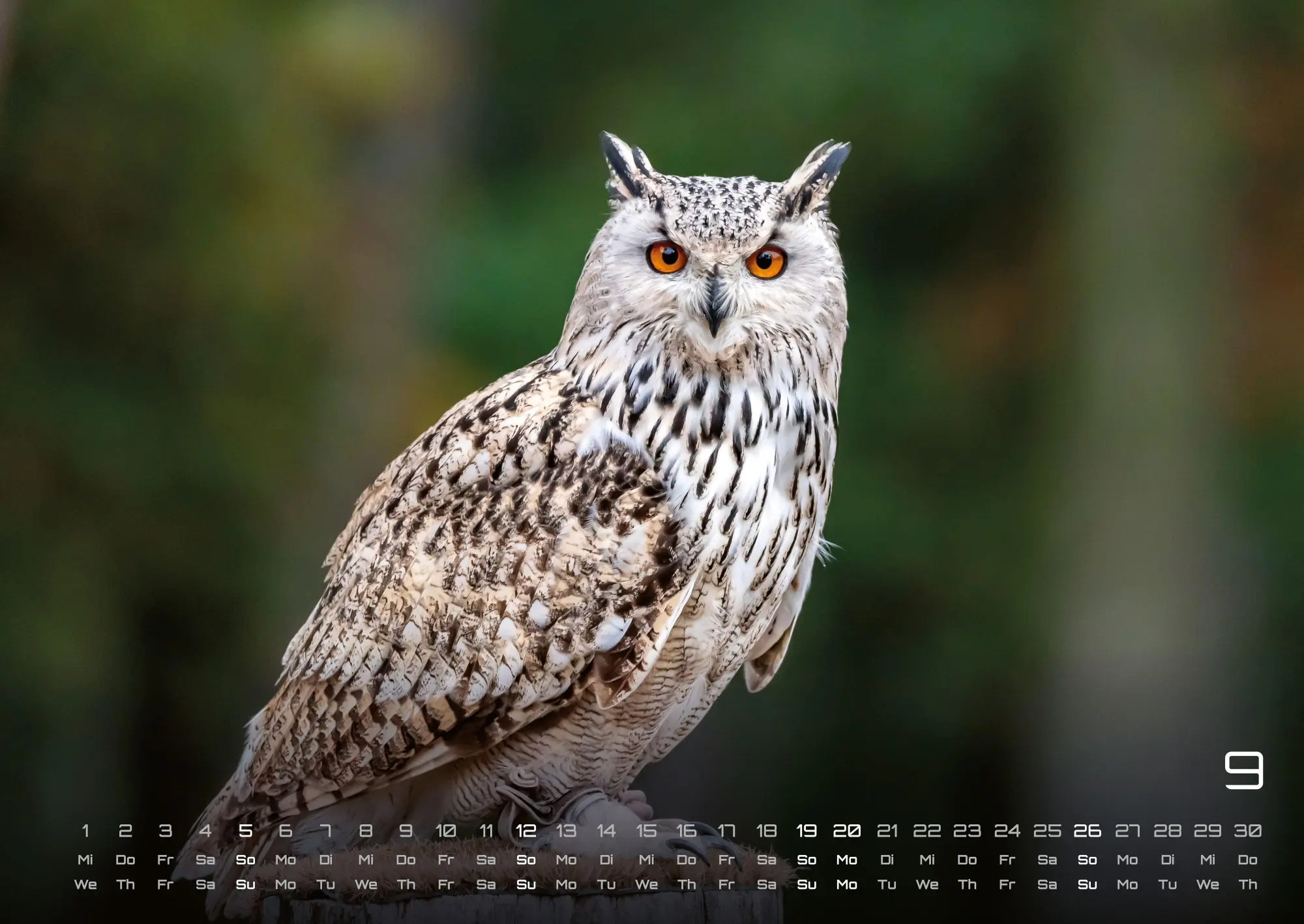 Bild: 9783986736460 | Eulen - Wächter der Nacht - 2027 - Kalender DIN A2 | GP-Fever. de