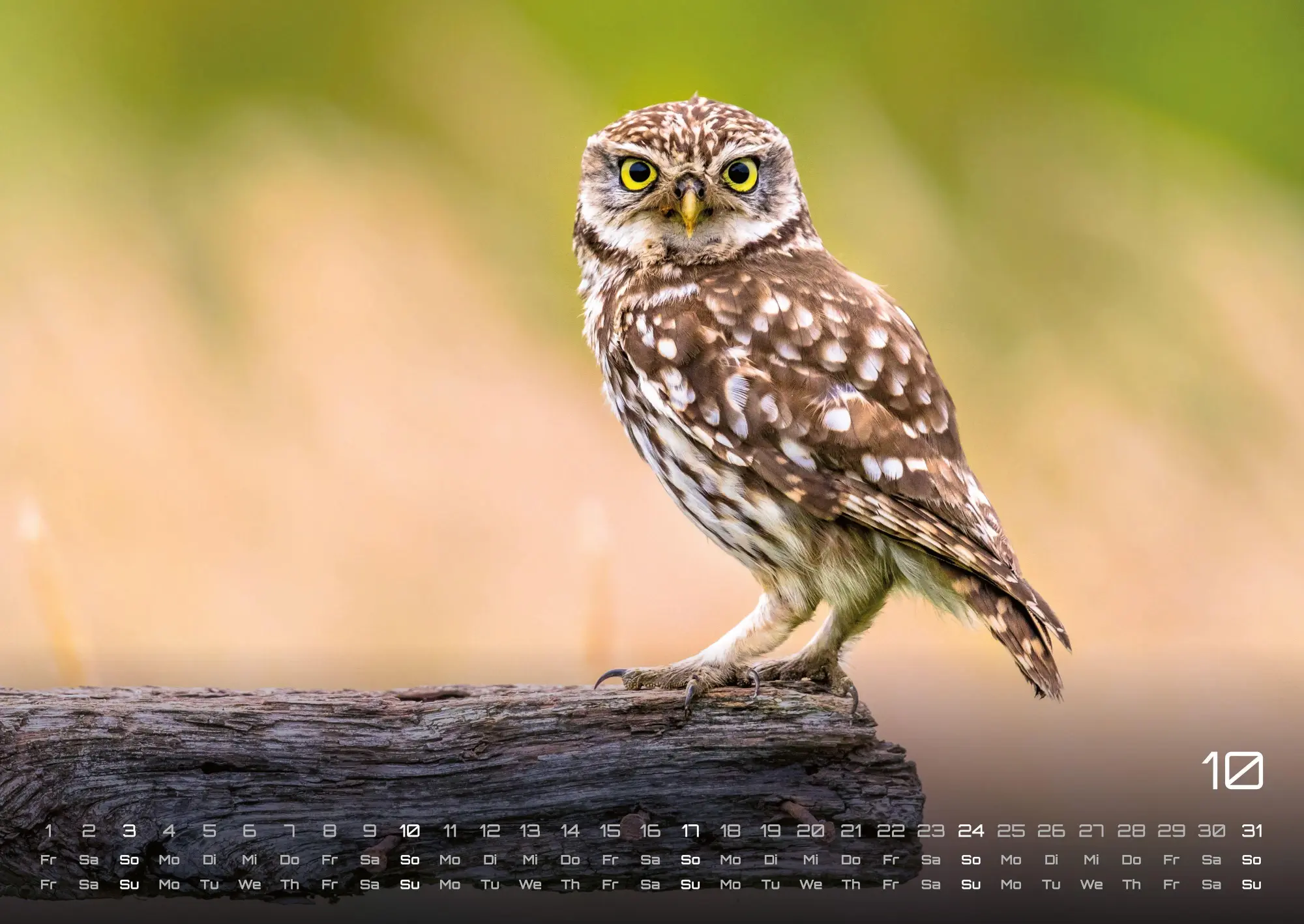Bild: 9783986736460 | Eulen - Wächter der Nacht - 2027 - Kalender DIN A2 | GP-Fever. de