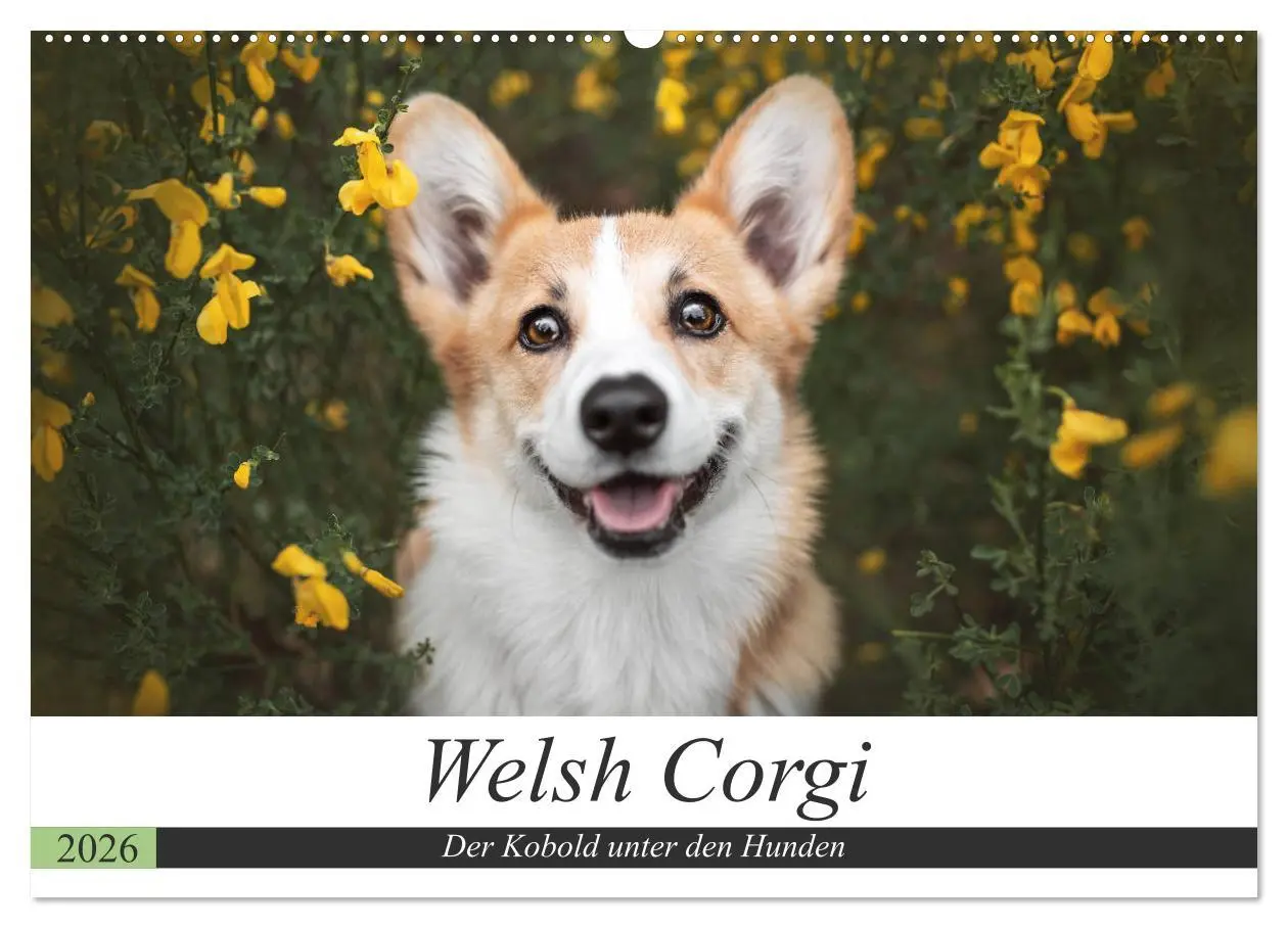 Cover: 9783457686560 | Welsh Corgi - Der Kobold unter den Hunden (Wandkalender 2026 DIN A2...