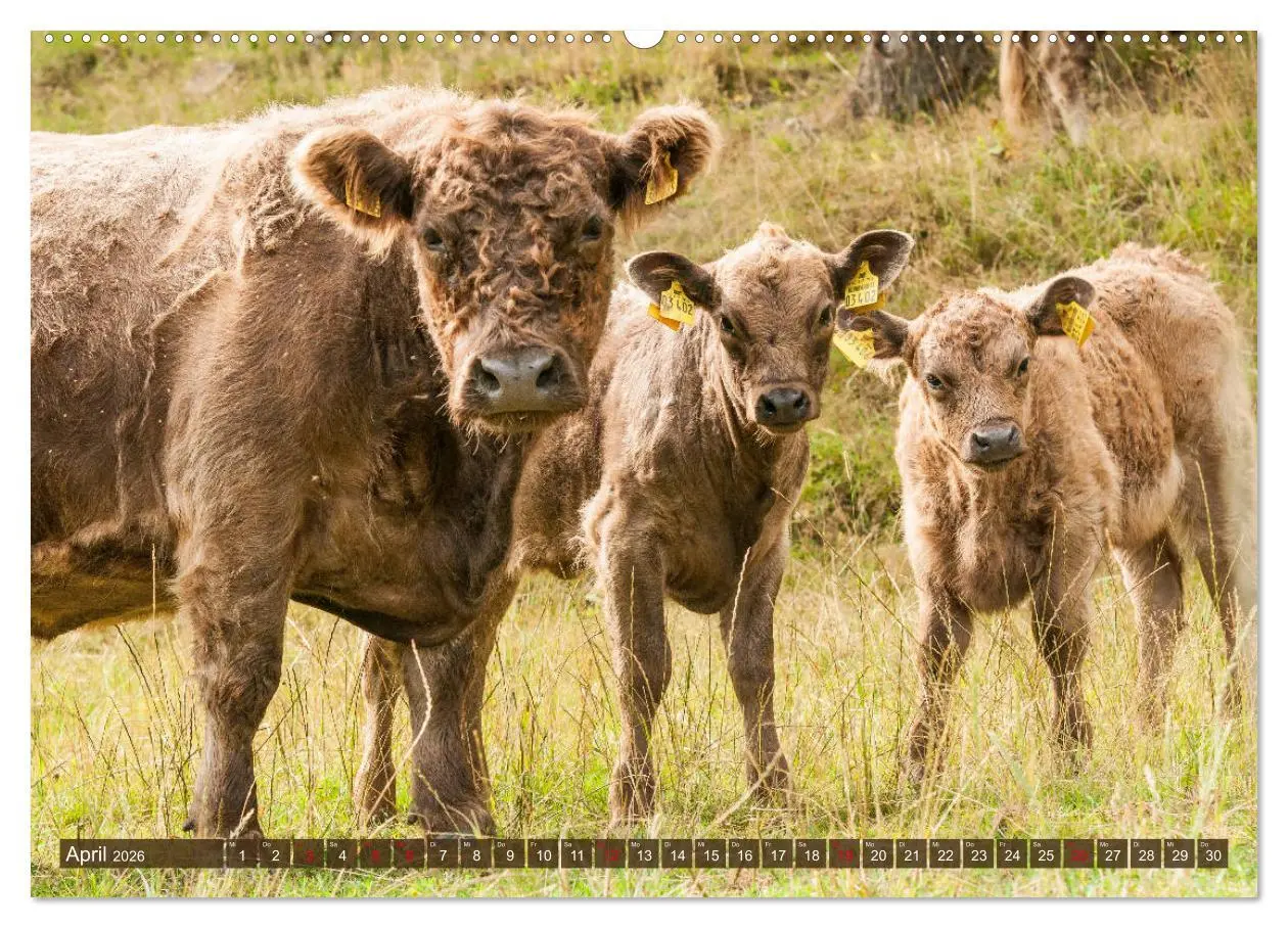 Bild: 9783457676660 | Schöne Schotten - Galloway im Porträt (hochwertiger Premium...