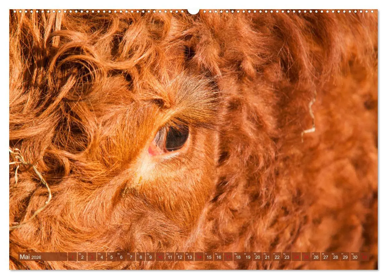 Bild: 9783457676660 | Schöne Schotten - Galloway im Porträt (hochwertiger Premium...