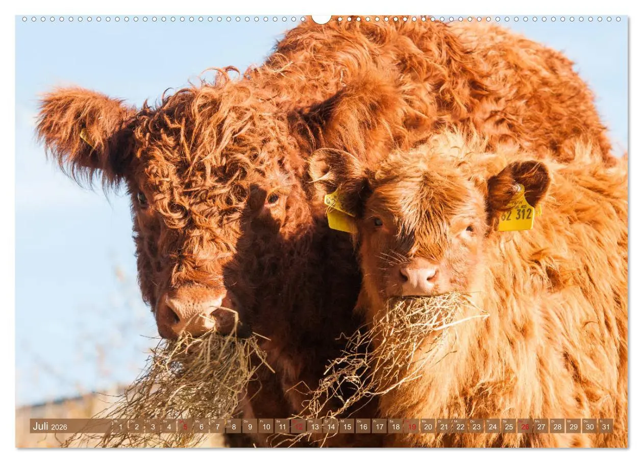 Bild: 9783457676660 | Schöne Schotten - Galloway im Porträt (hochwertiger Premium...