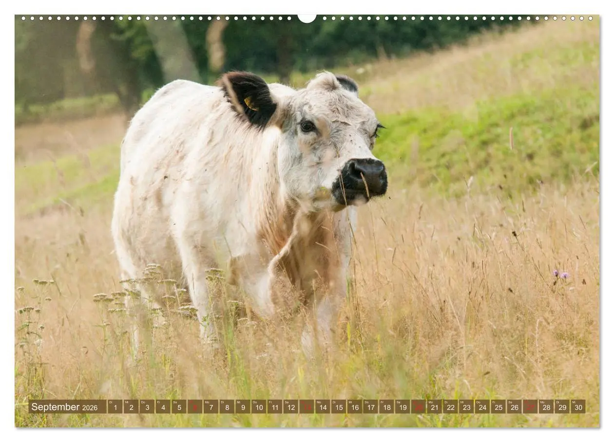 Bild: 9783457676660 | Schöne Schotten - Galloway im Porträt (hochwertiger Premium...