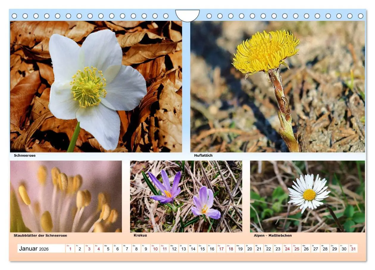 Bild: 9783457896860 | Alpiner Blütenzauber (Wandkalender 2026 DIN A4 quer), CALVENDO...