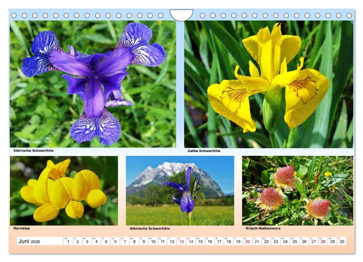 Bild: 9783457896860 | Alpiner Blütenzauber (Wandkalender 2026 DIN A4 quer), CALVENDO...