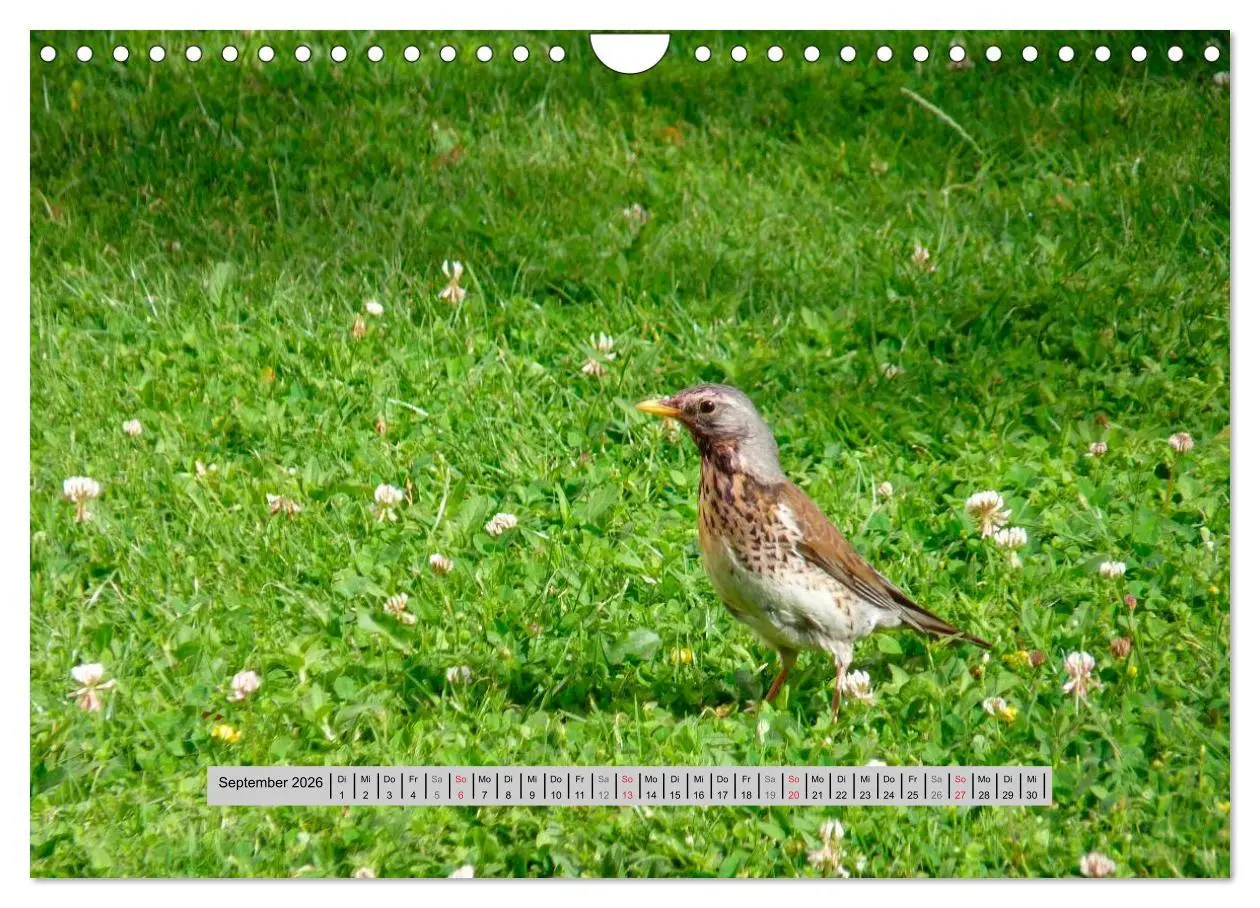 Bild: 9783516056860 | Perlen des Westerwaldes (Wandkalender 2026 DIN A4 quer), CALVENDO...