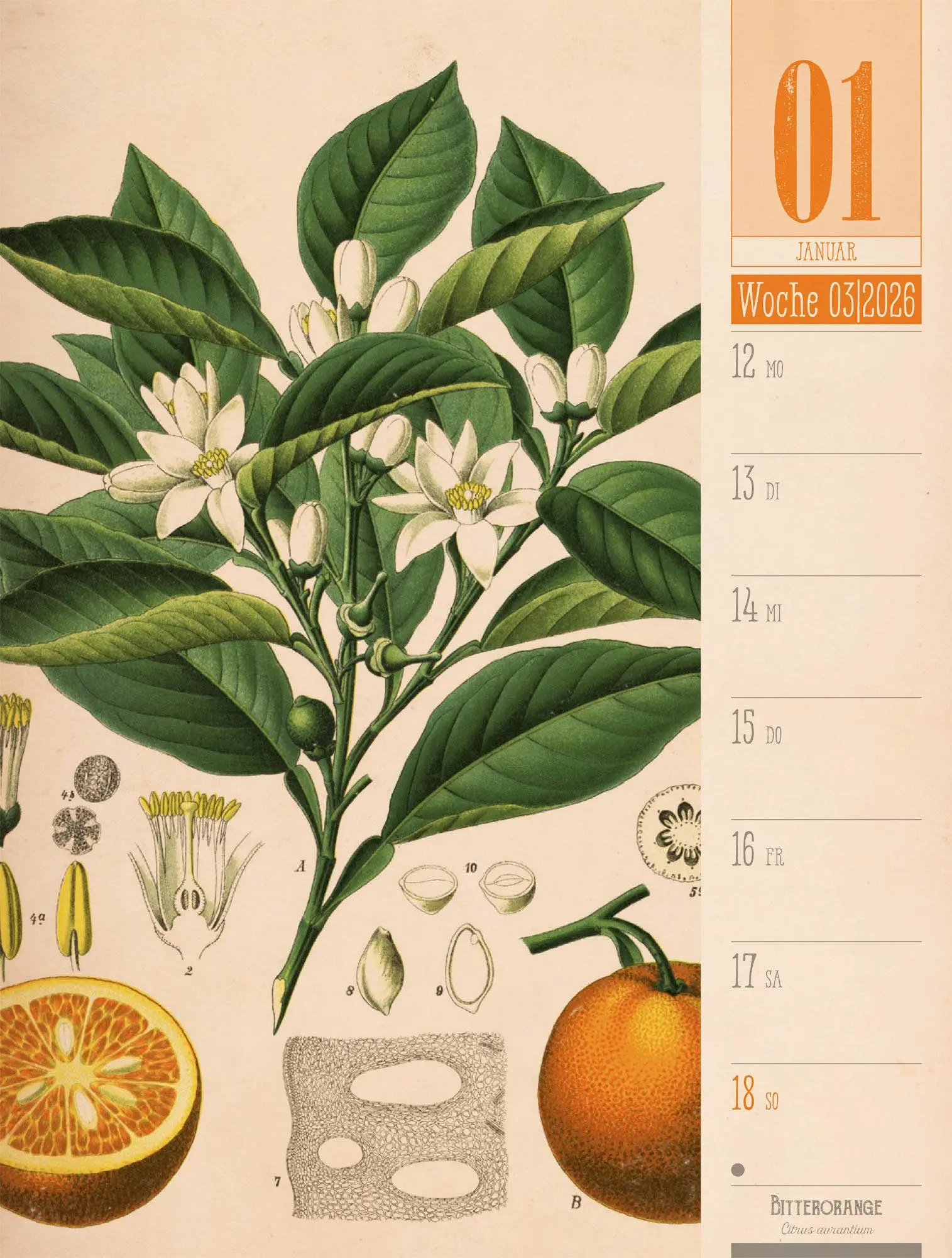Bild: 9783838426860 | Culinarium - Küche, Kräuter, Kurioses - Vintage Wochenplaner...