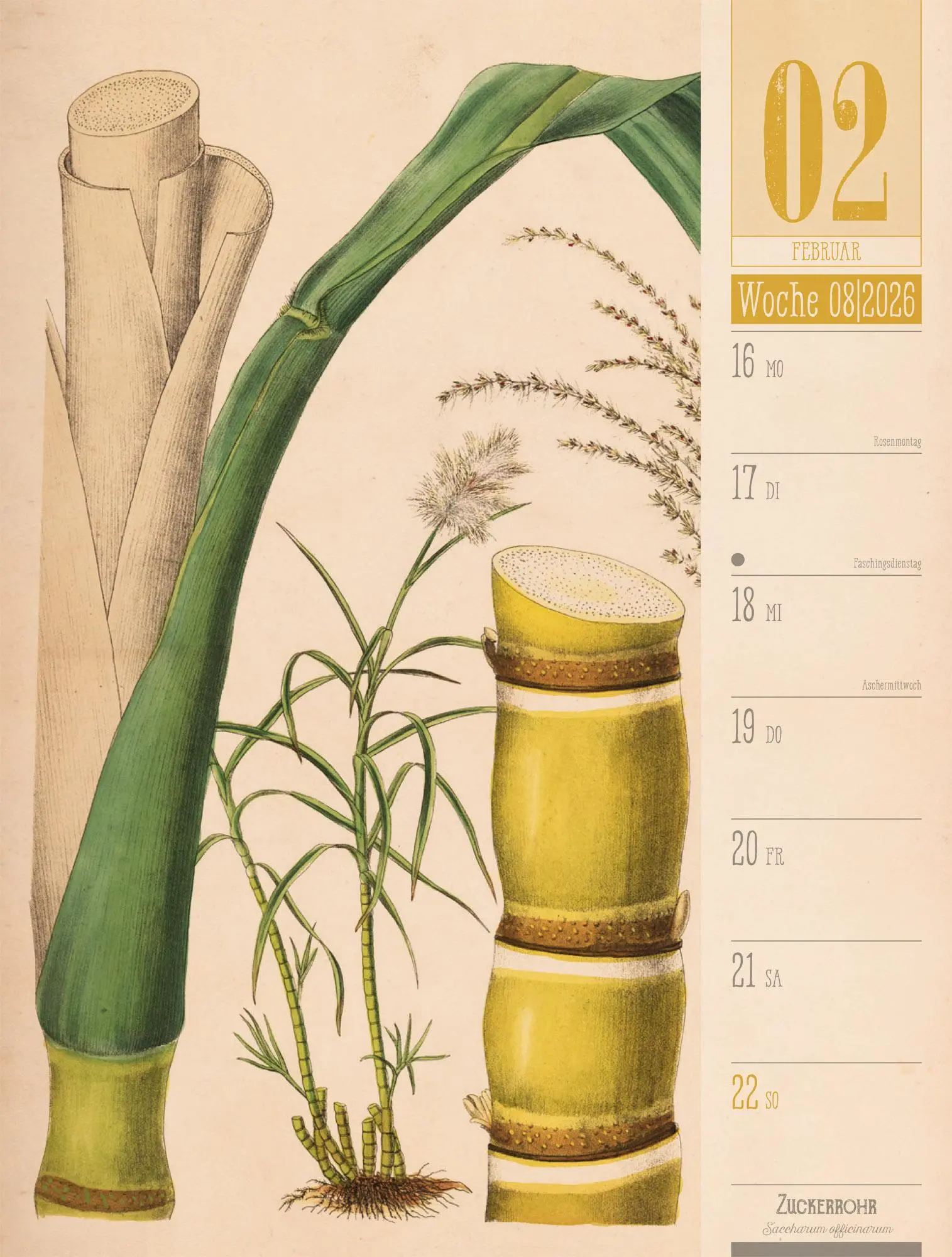 Bild: 9783838426860 | Culinarium - Küche, Kräuter, Kurioses - Vintage Wochenplaner...