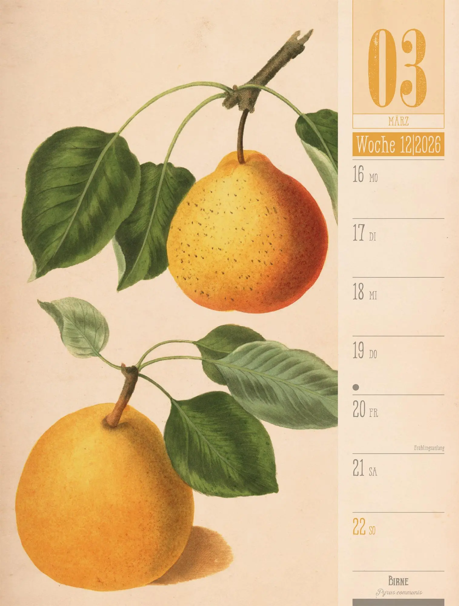 Bild: 9783838426860 | Culinarium - Küche, Kräuter, Kurioses - Vintage Wochenplaner...