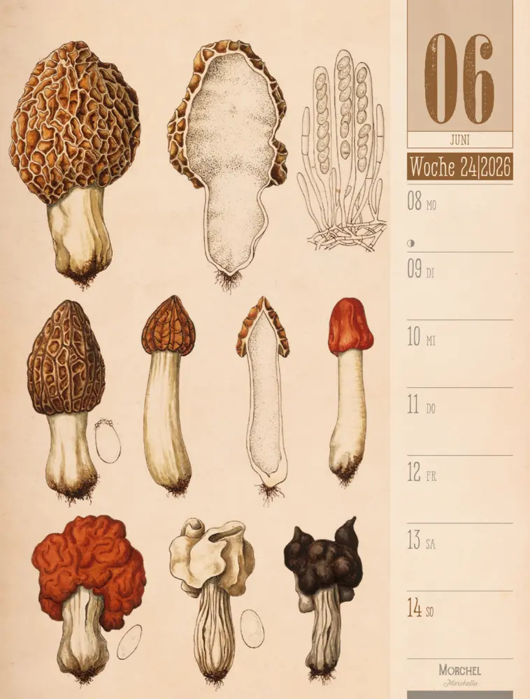 Bild: 9783838426860 | Culinarium Wochenplaner Kalender 2026 Küche, Kräuter, Kurioses | GmbH