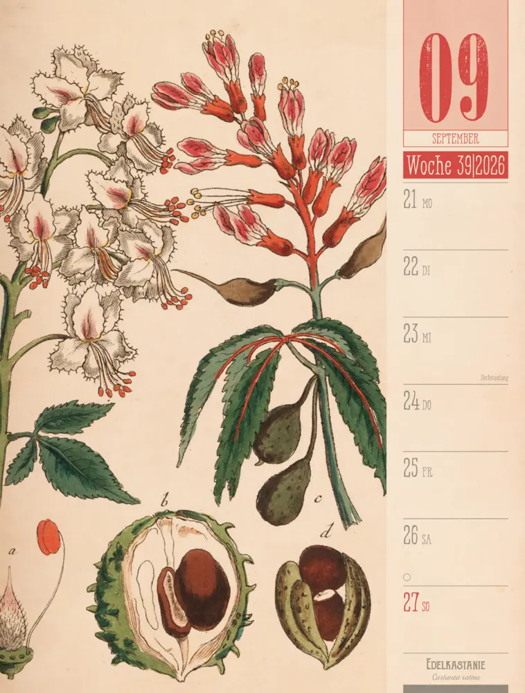 Bild: 9783838426860 | Culinarium Wochenplaner Kalender 2026 Küche, Kräuter, Kurioses | GmbH