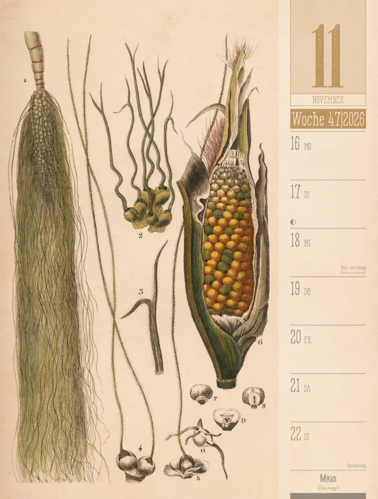 Bild: 9783838426860 | Culinarium Wochenplaner Kalender 2026 Küche, Kräuter, Kurioses | GmbH