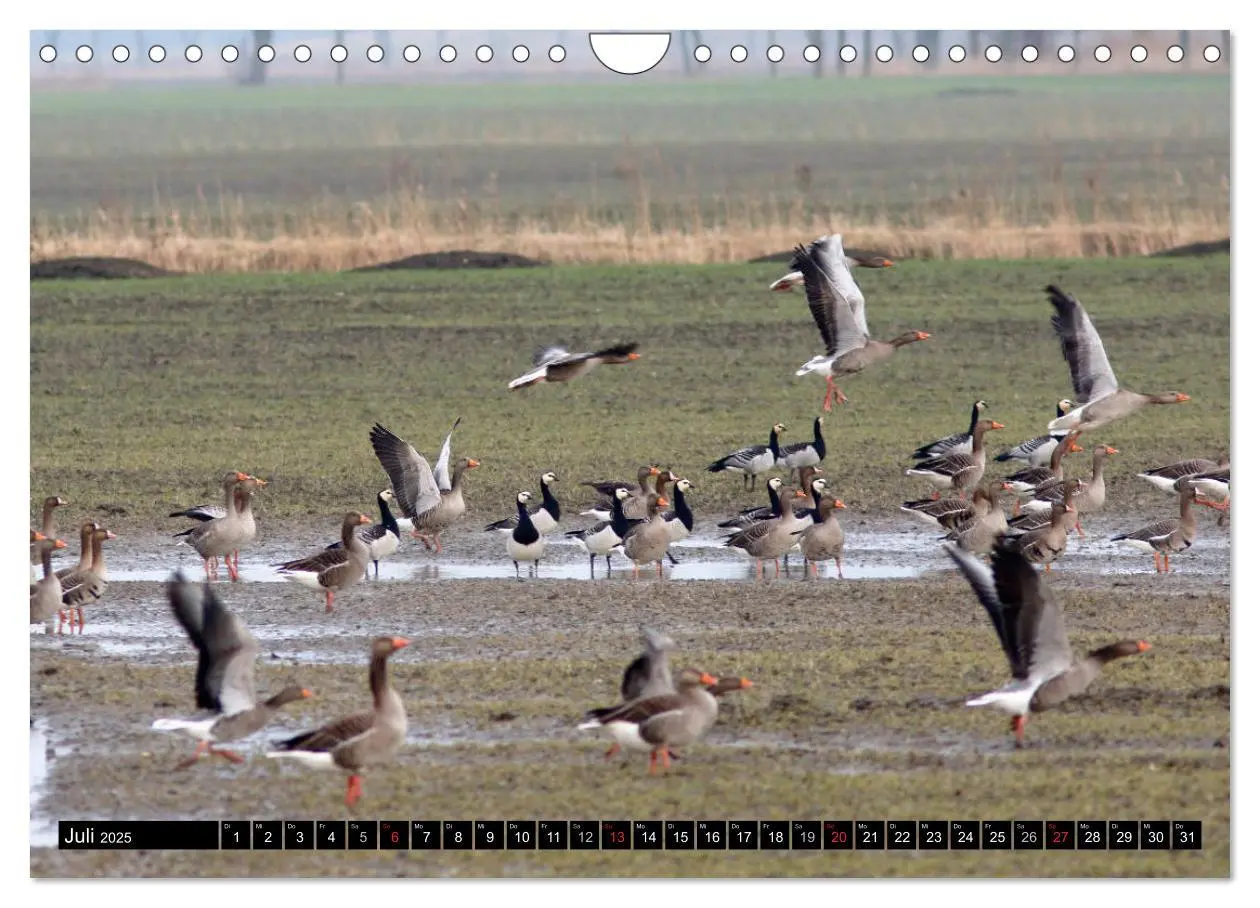 Bild: 9783435377060 | Gefiederte Schönheiten - Wildgänse in Norddeutschland (Wandkalender...