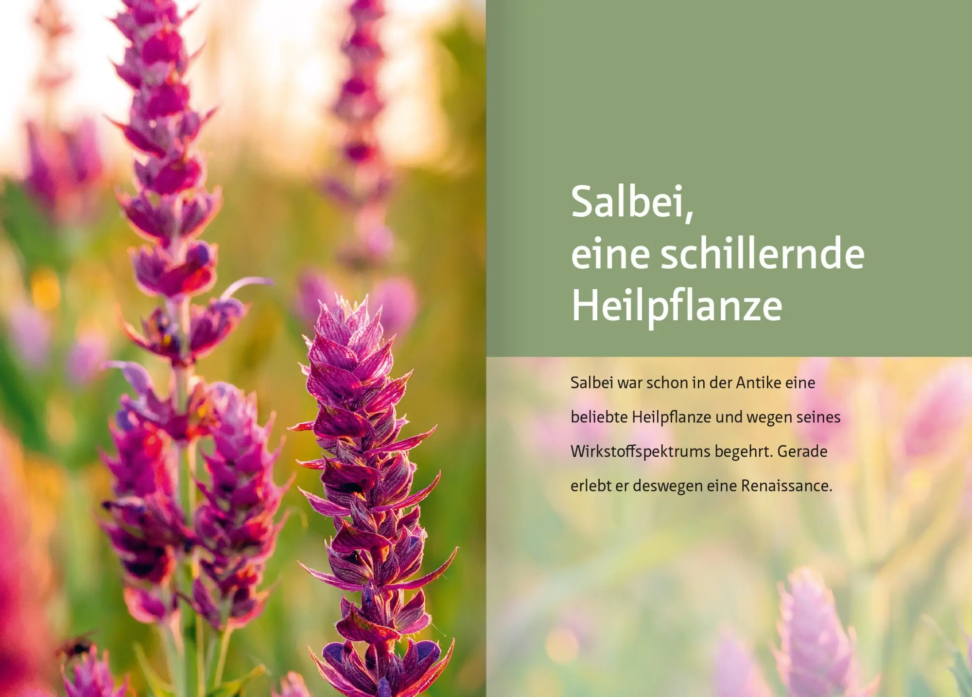 Bild: 9783863747060 | Salbei - Mutter aller Heilpflanzen. Kompakt-Ratgeber | Simonsohn