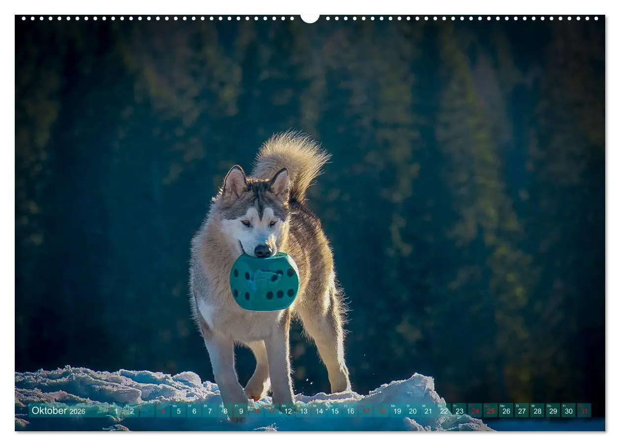Bild: 9783457687260 | Alaskan Malamute in seinem Element (hochwertiger Premium...