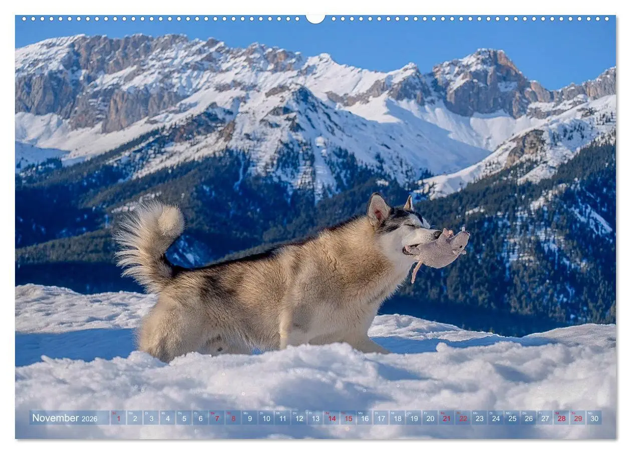 Bild: 9783457687260 | Alaskan Malamute in seinem Element (hochwertiger Premium...
