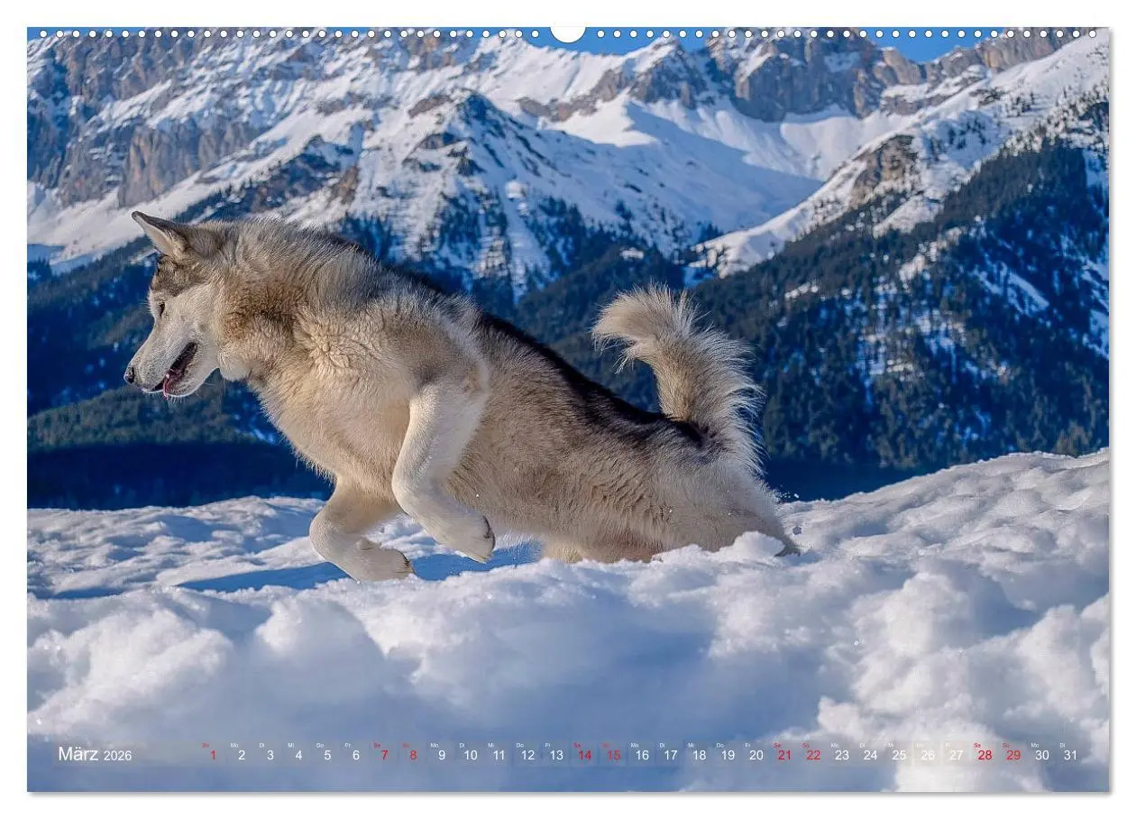 Bild: 9783457687260 | Alaskan Malamute in seinem Element (hochwertiger Premium...