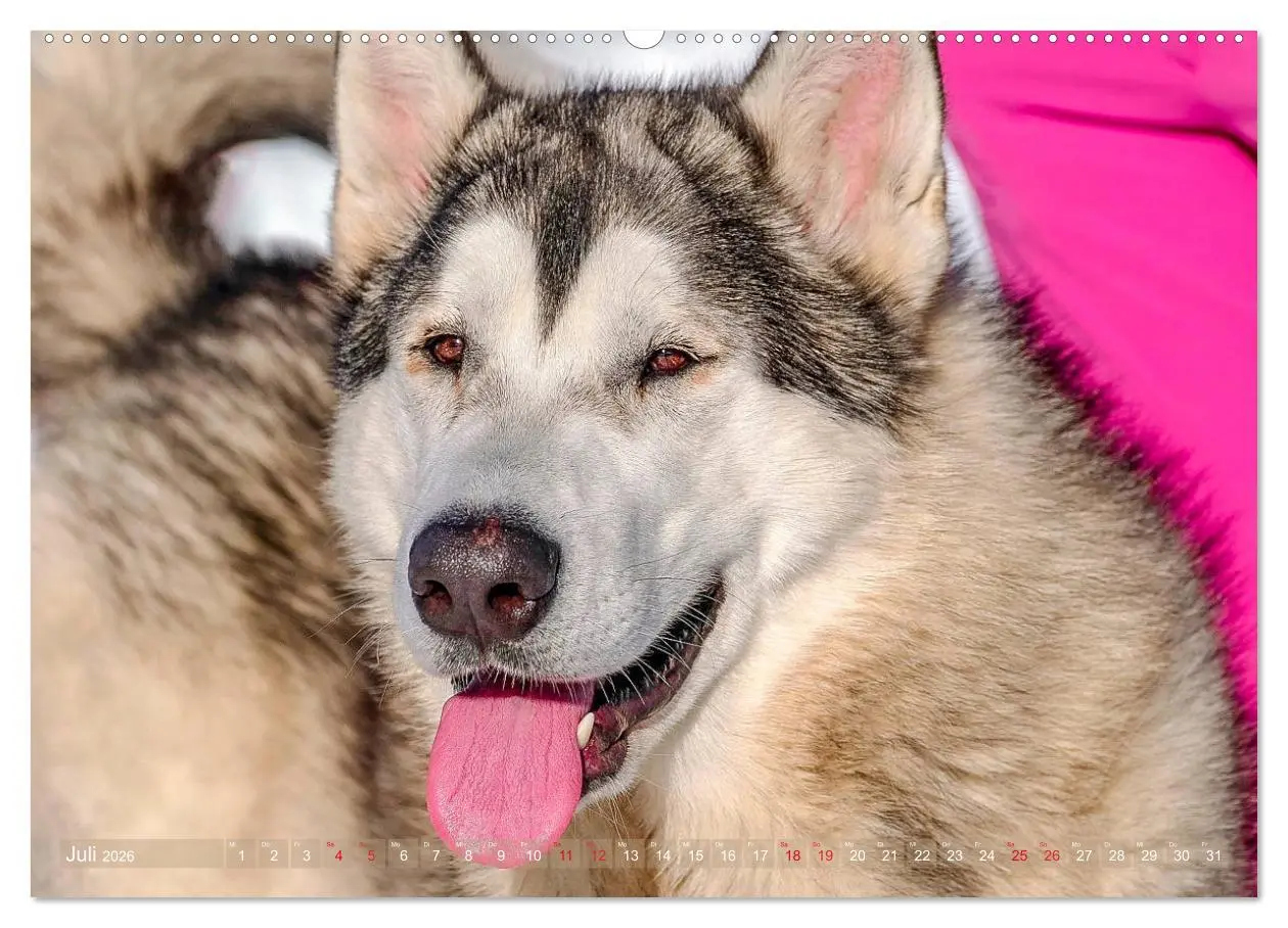 Bild: 9783457687260 | Alaskan Malamute in seinem Element (hochwertiger Premium...