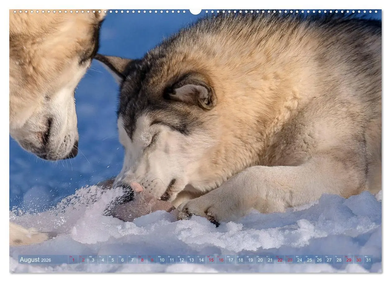 Bild: 9783457687260 | Alaskan Malamute in seinem Element (hochwertiger Premium...