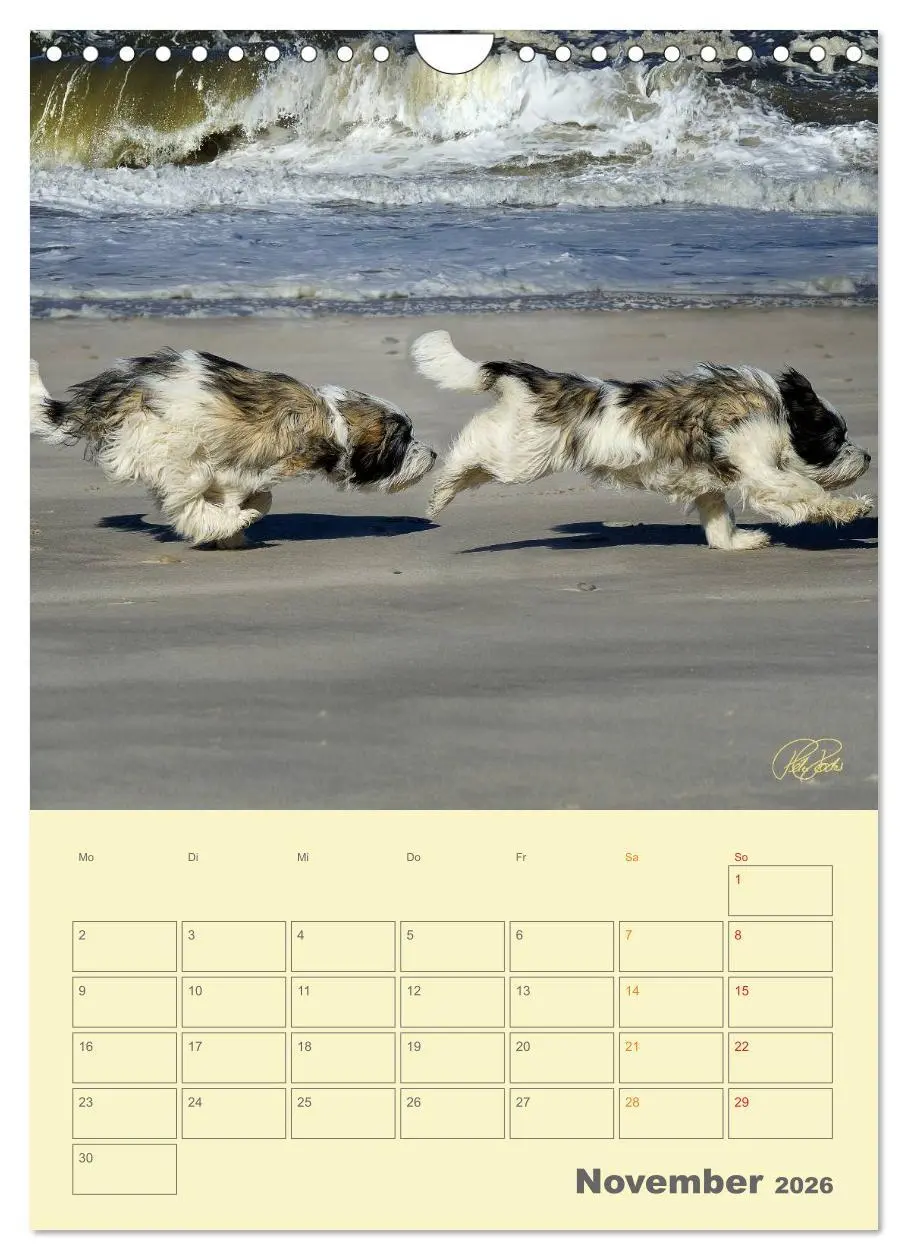 Bild: 9783516467260 | PON-Welpen - jeder Tag ein großes Abenteuer / Planer (Wandkalender...