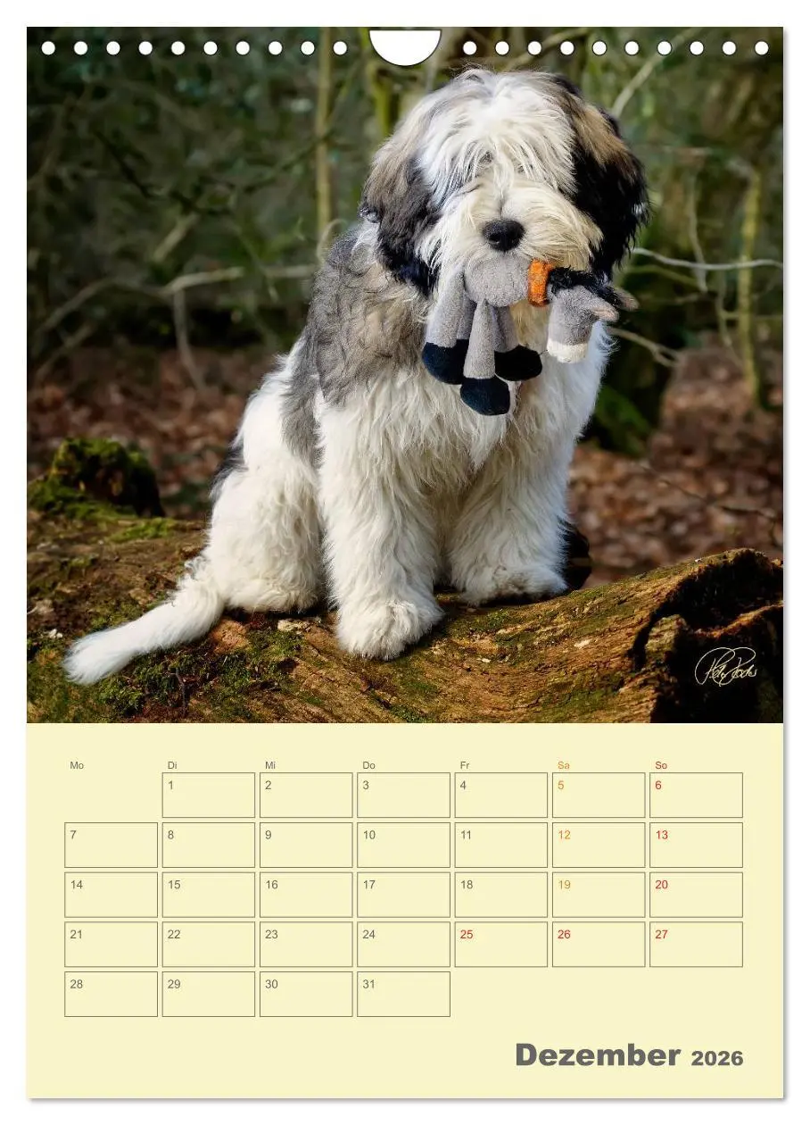 Bild: 9783516467260 | PON-Welpen - jeder Tag ein großes Abenteuer / Planer (Wandkalender...