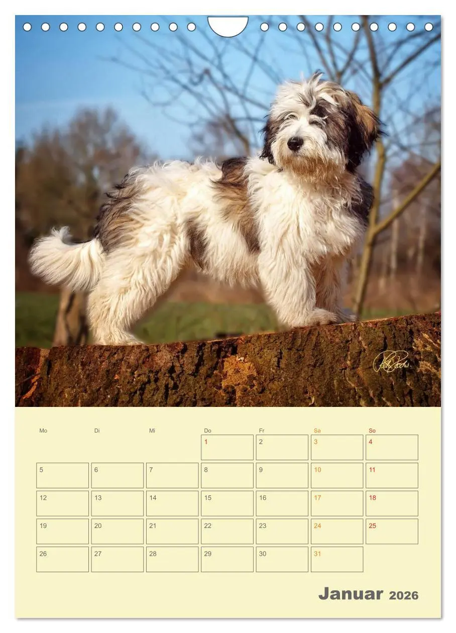 Bild: 9783516467260 | PON-Welpen - jeder Tag ein großes Abenteuer / Planer (Wandkalender...