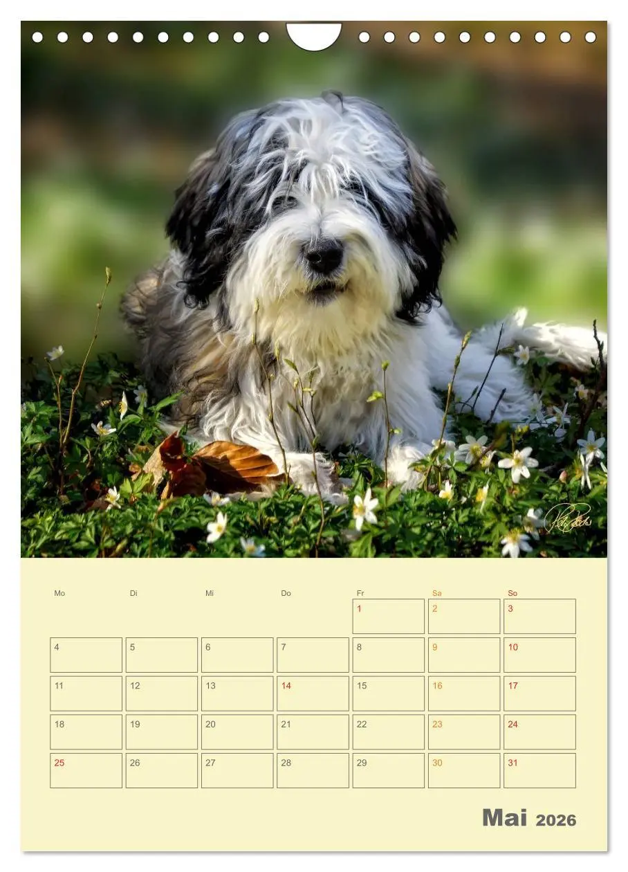 Bild: 9783516467260 | PON-Welpen - jeder Tag ein großes Abenteuer / Planer (Wandkalender...