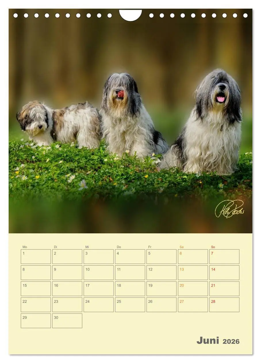 Bild: 9783516467260 | PON-Welpen - jeder Tag ein großes Abenteuer / Planer (Wandkalender...