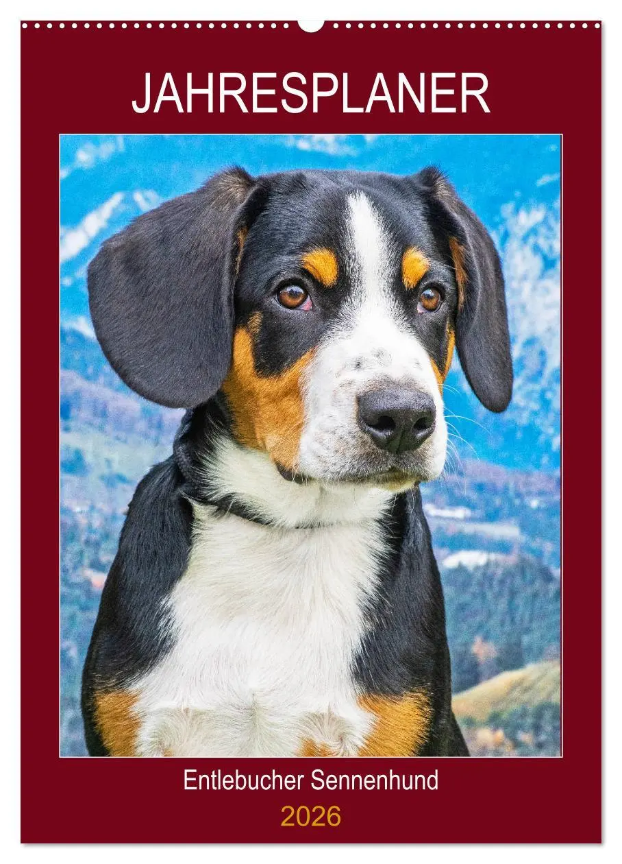 Cover: 9783516387360 | Jahresplaner Entlebucher Sennenhund (Wandkalender 2026 DIN A2...
