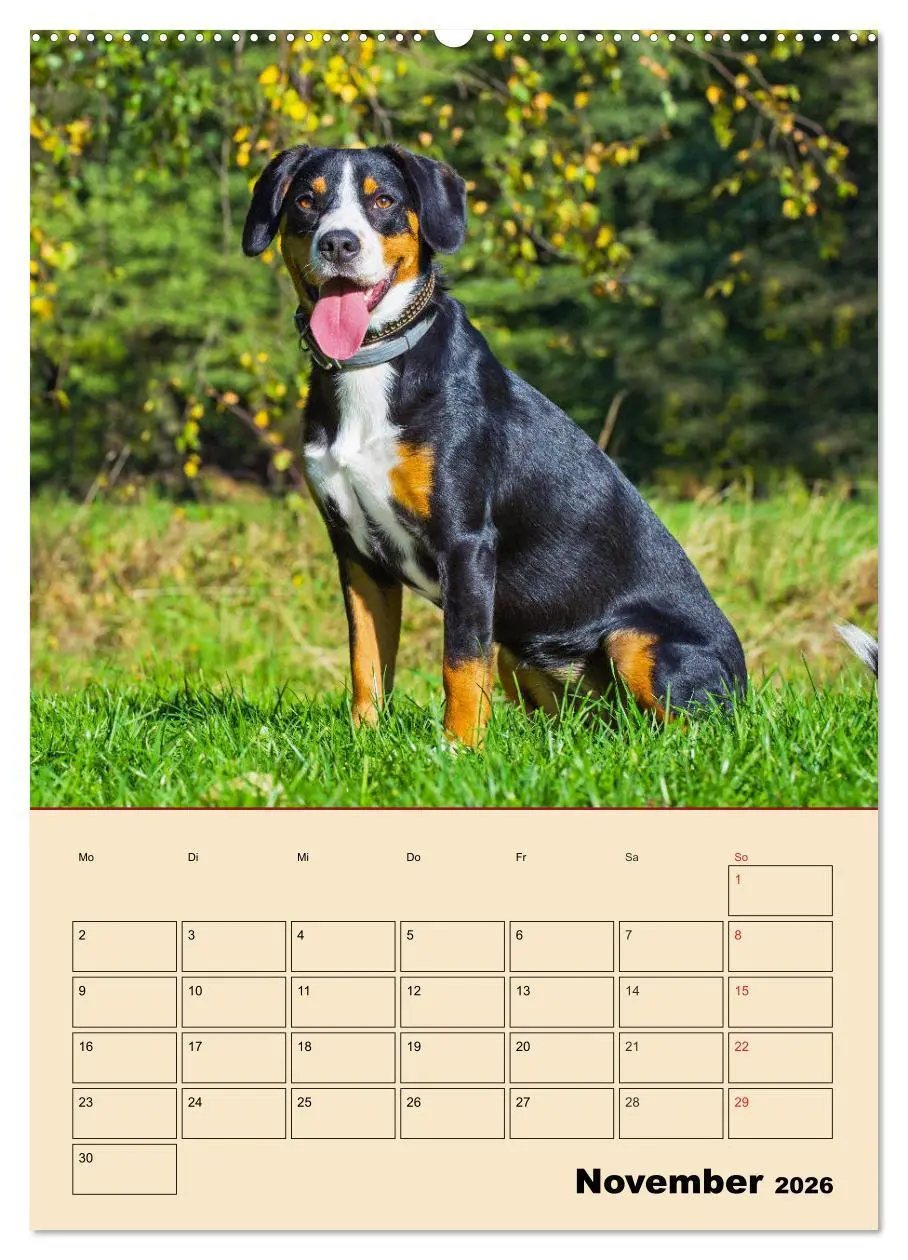 Bild: 9783516387360 | Jahresplaner Entlebucher Sennenhund (Wandkalender 2026 DIN A2...