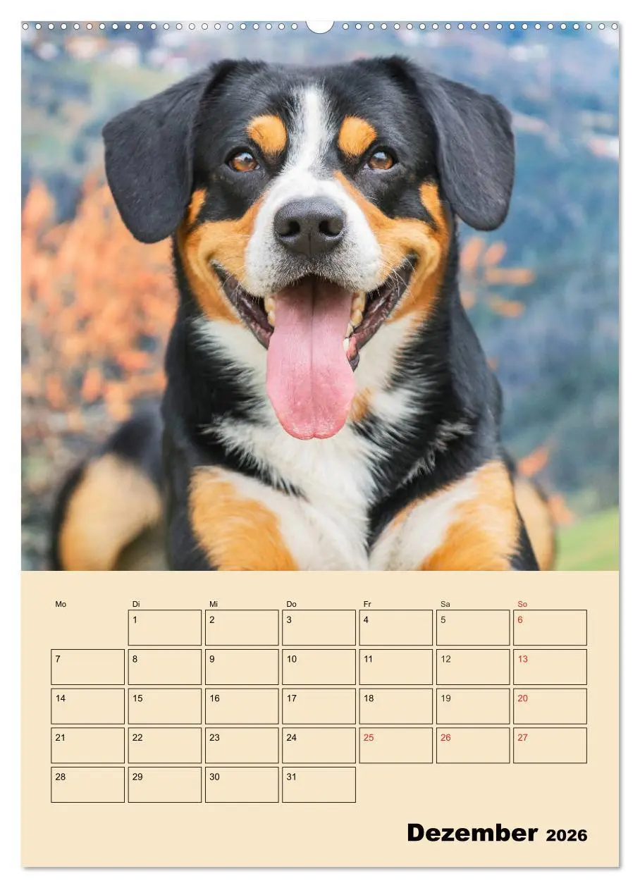 Bild: 9783516387360 | Jahresplaner Entlebucher Sennenhund (Wandkalender 2026 DIN A2...