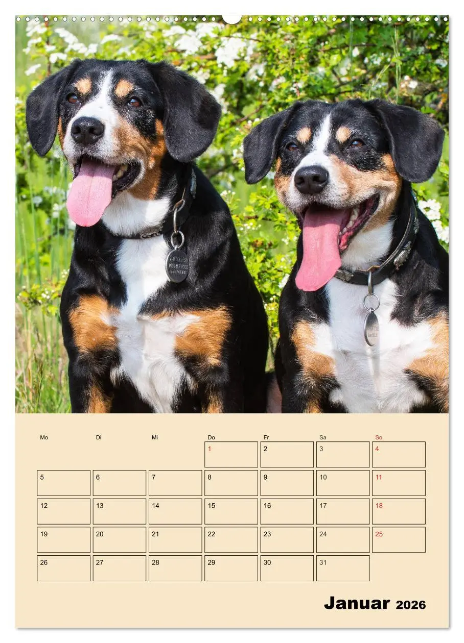 Bild: 9783516387360 | Jahresplaner Entlebucher Sennenhund (Wandkalender 2026 DIN A2...