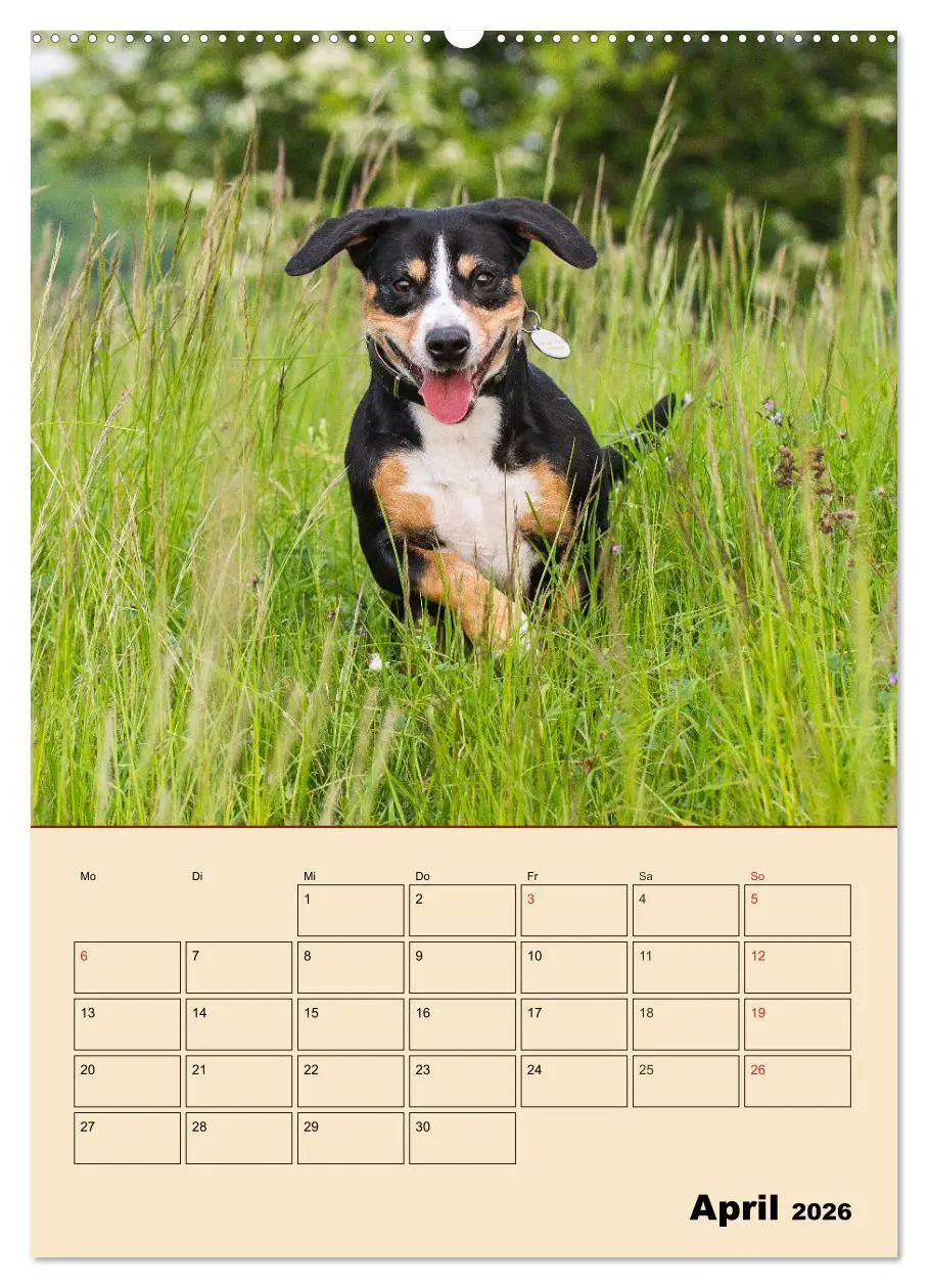 Bild: 9783516387360 | Jahresplaner Entlebucher Sennenhund (Wandkalender 2026 DIN A2...