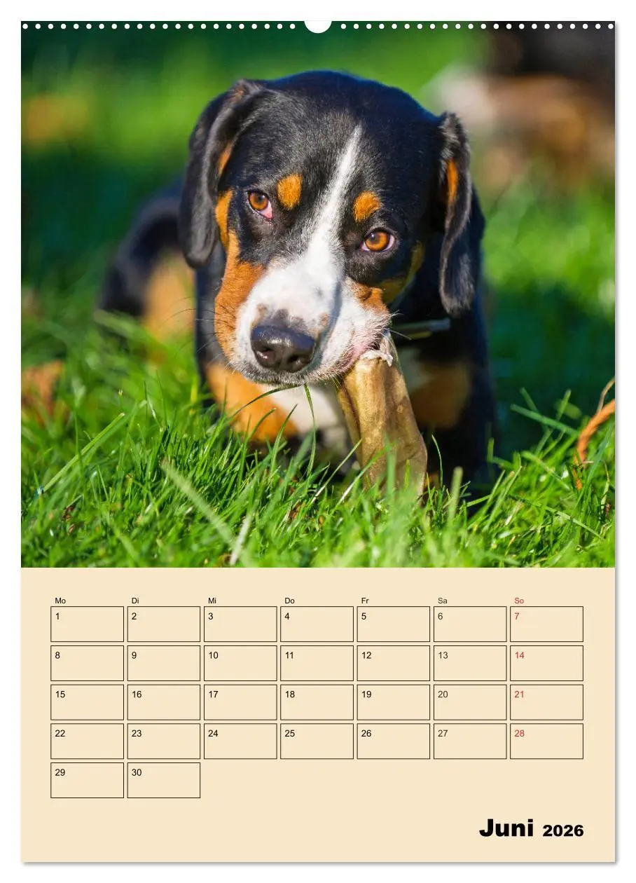 Bild: 9783516387360 | Jahresplaner Entlebucher Sennenhund (Wandkalender 2026 DIN A2...