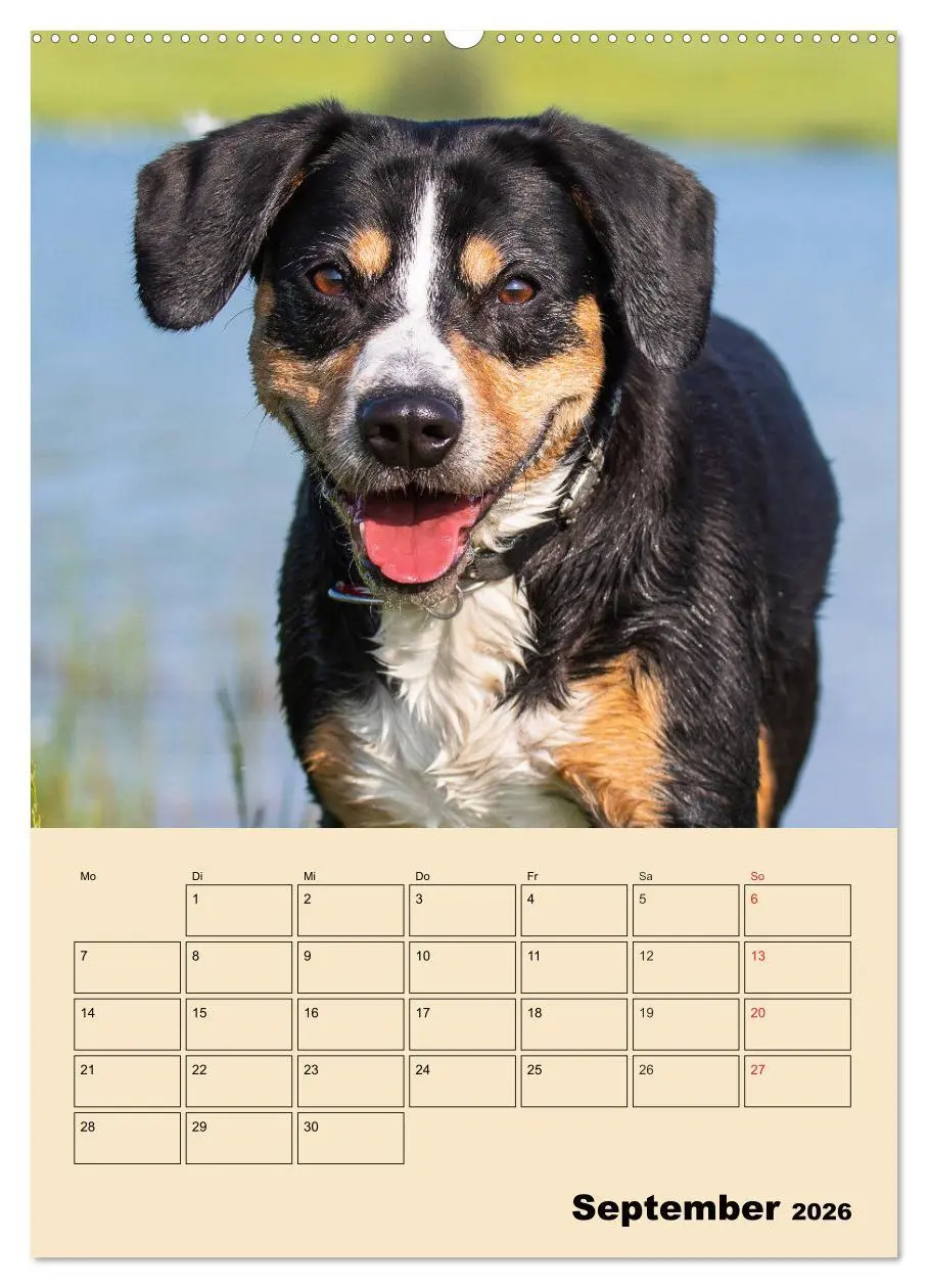 Bild: 9783516387360 | Jahresplaner Entlebucher Sennenhund (Wandkalender 2026 DIN A2...