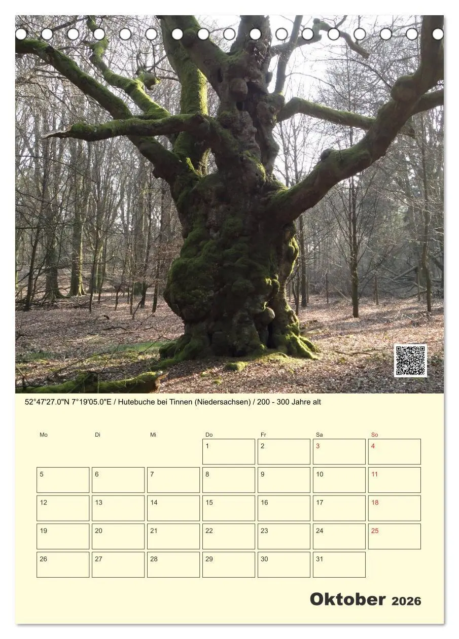 Bild: 9783516457360 | Uralt - Mit QR-Code und GPS zu alten Bäumen (Tischkalender 2026 DIN...