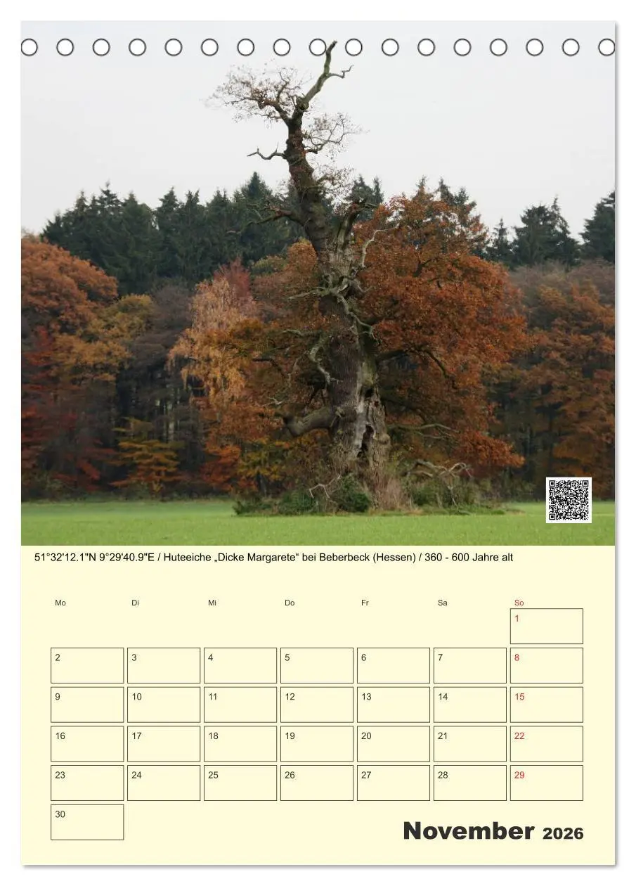 Bild: 9783516457360 | Uralt - Mit QR-Code und GPS zu alten Bäumen (Tischkalender 2026 DIN...