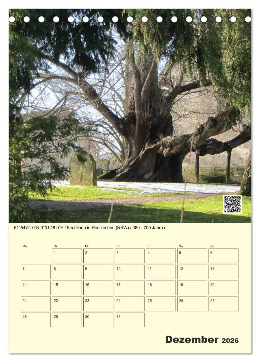 Bild: 9783516457360 | Uralt - Mit QR-Code und GPS zu alten Bäumen (Tischkalender 2026 DIN...