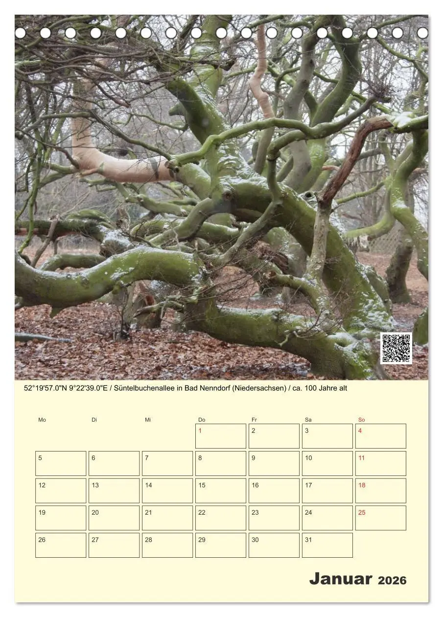 Bild: 9783516457360 | Uralt - Mit QR-Code und GPS zu alten Bäumen (Tischkalender 2026 DIN...