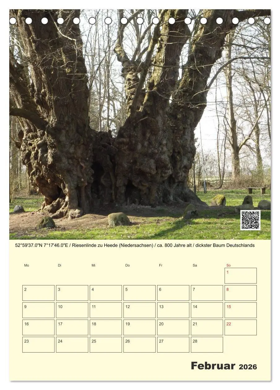 Bild: 9783516457360 | Uralt - Mit QR-Code und GPS zu alten Bäumen (Tischkalender 2026 DIN...