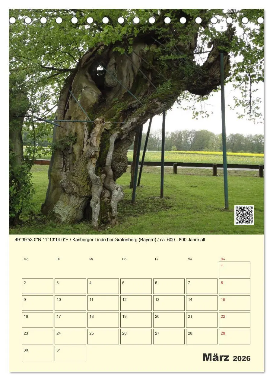 Bild: 9783516457360 | Uralt - Mit QR-Code und GPS zu alten Bäumen (Tischkalender 2026 DIN...