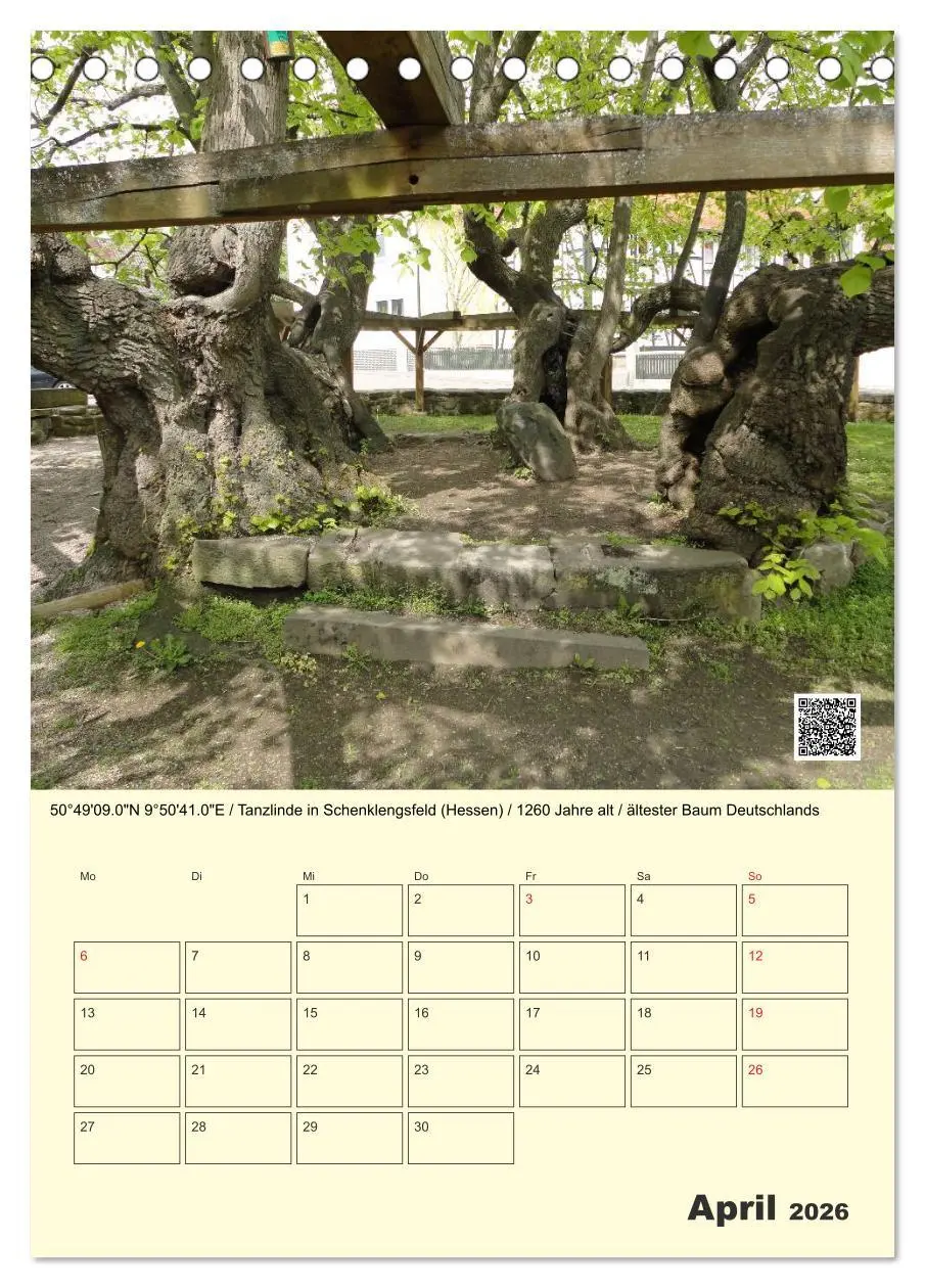 Bild: 9783516457360 | Uralt - Mit QR-Code und GPS zu alten Bäumen (Tischkalender 2026 DIN...