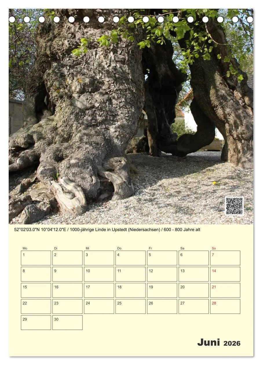 Bild: 9783516457360 | Uralt - Mit QR-Code und GPS zu alten Bäumen (Tischkalender 2026 DIN...