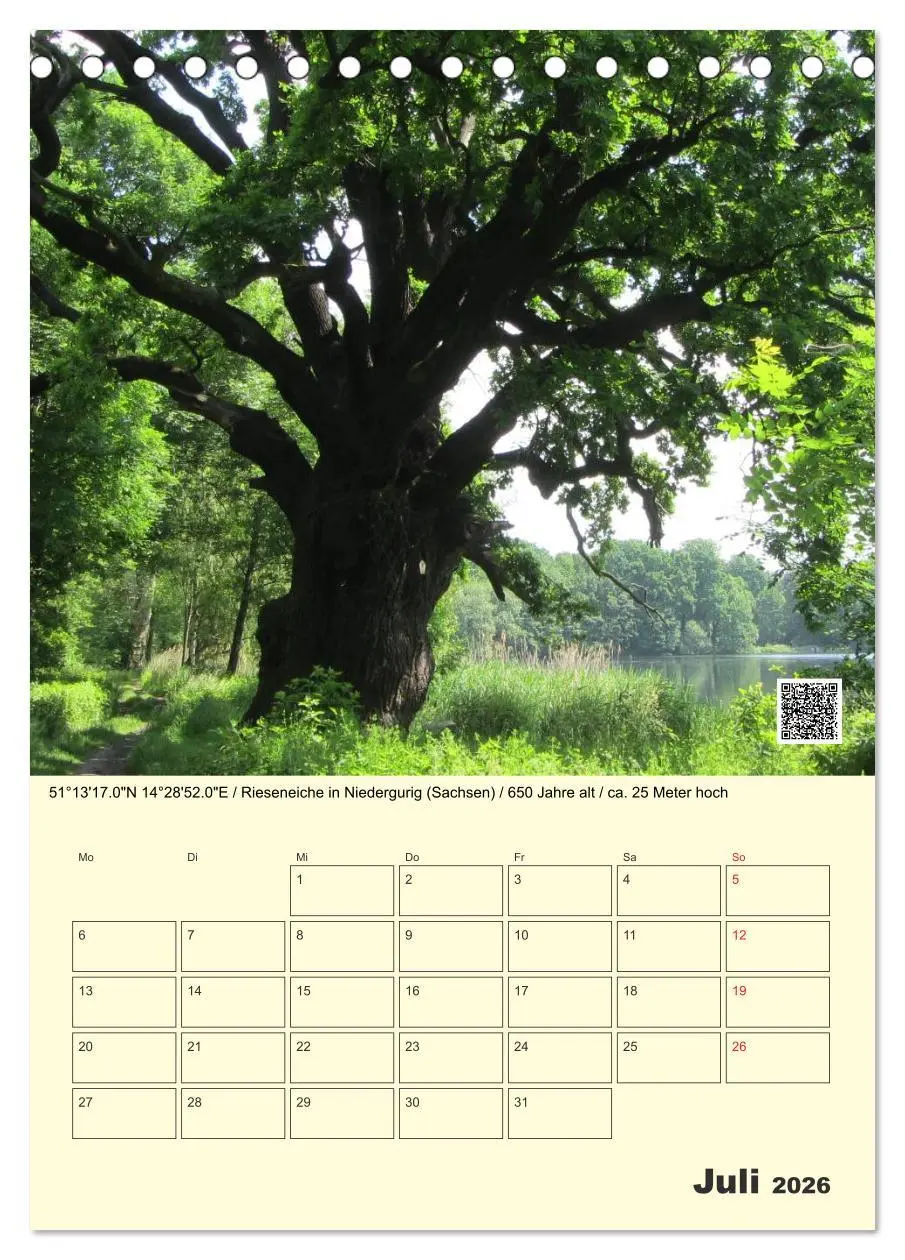 Bild: 9783516457360 | Uralt - Mit QR-Code und GPS zu alten Bäumen (Tischkalender 2026 DIN...