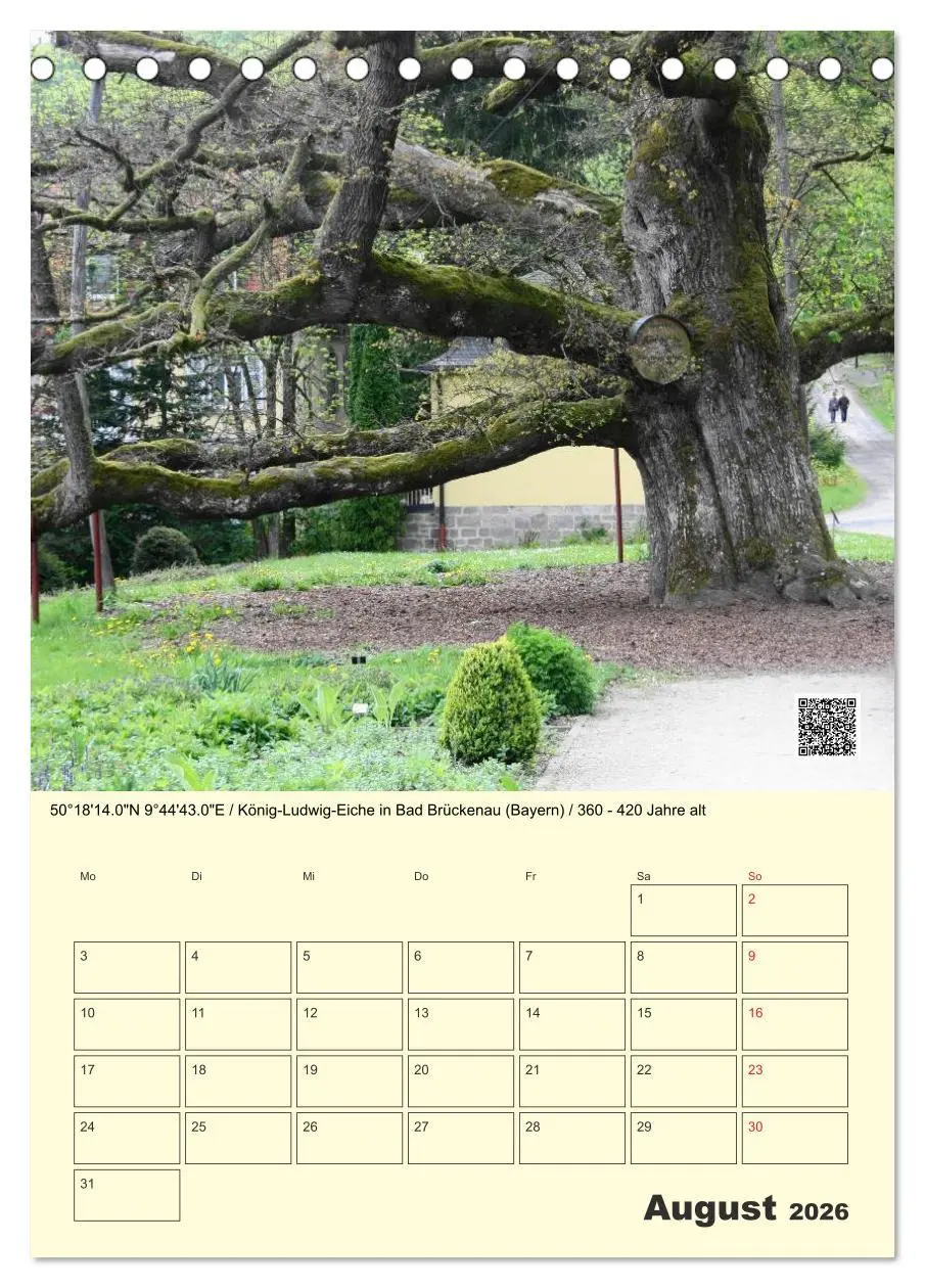 Bild: 9783516457360 | Uralt - Mit QR-Code und GPS zu alten Bäumen (Tischkalender 2026 DIN...