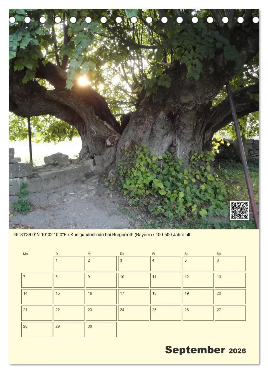 Bild: 9783516457360 | Uralt - Mit QR-Code und GPS zu alten Bäumen (Tischkalender 2026 DIN...