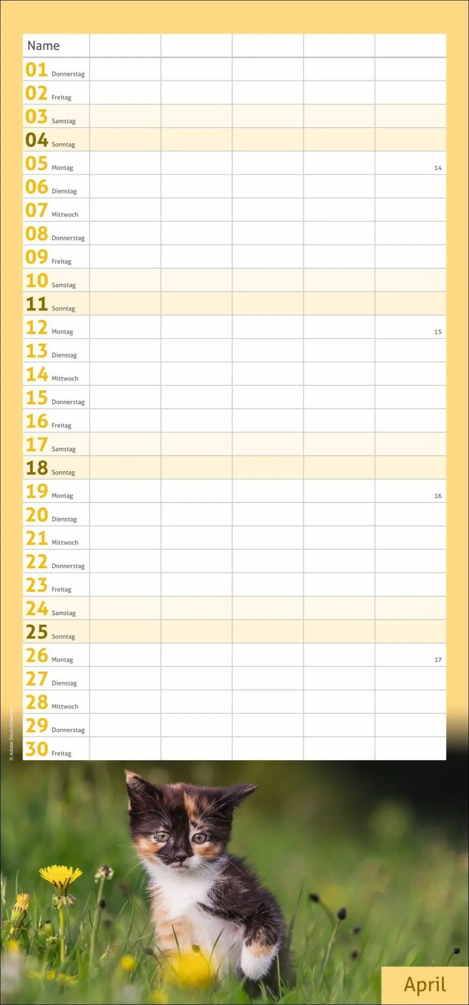 Bild: 9783756417360 | times&amp;more Katzen Familienplaner 2027 | Heye | Kalender | 13 S. | 2027