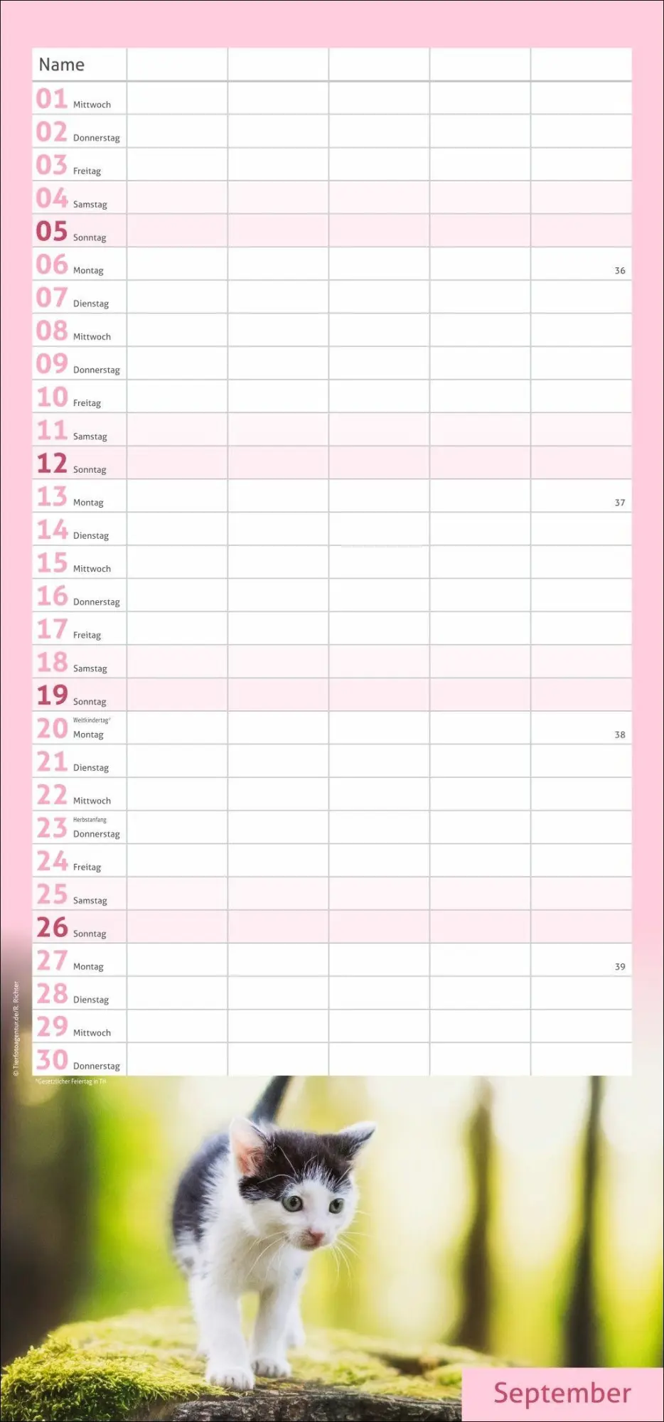 Bild: 9783756417360 | times&amp;more Katzen Familienplaner 2027 | Heye | Kalender | 13 S. | 2027