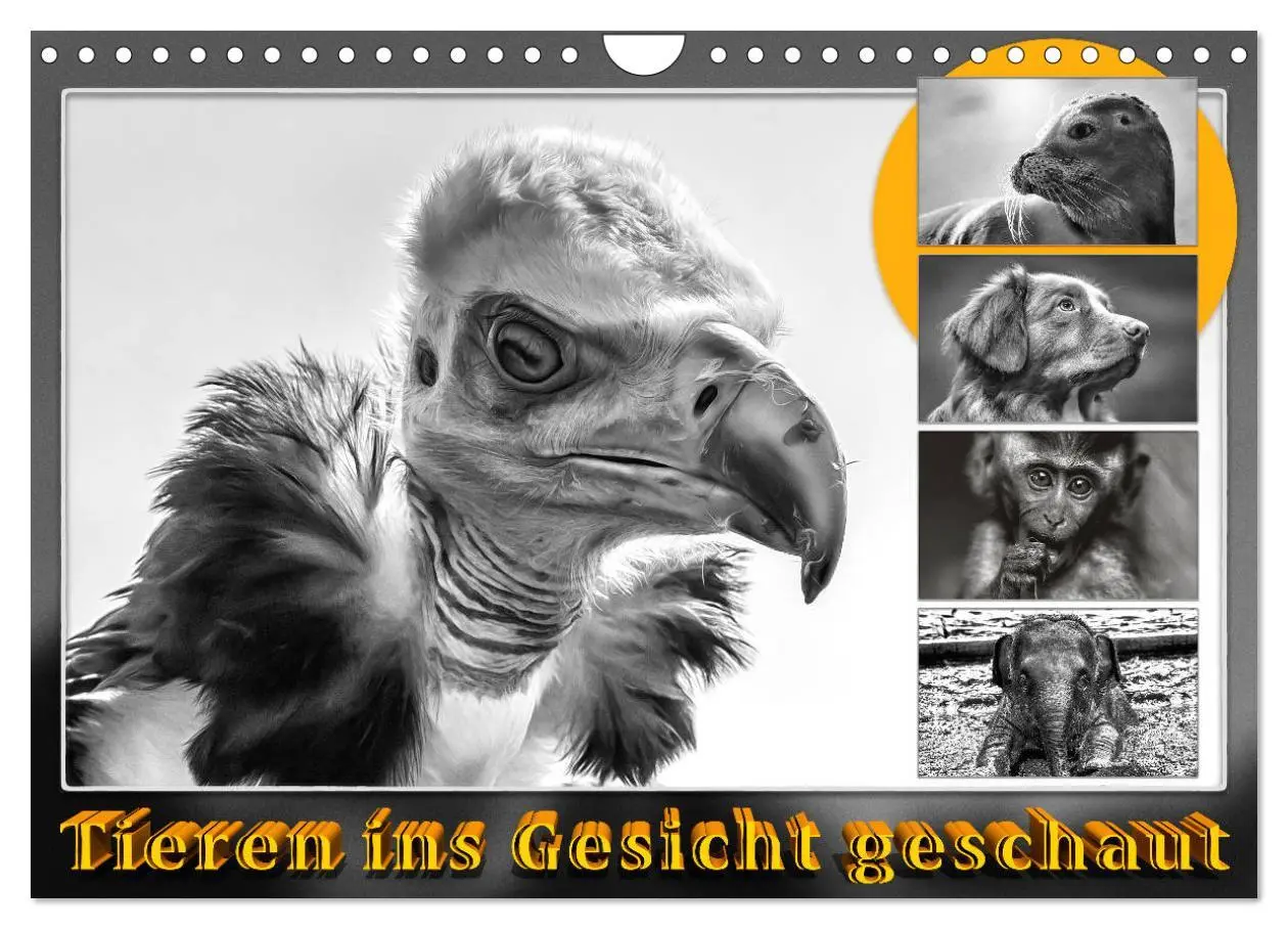 Cover: 9783457807460 | Tieren ins Gesicht geschaut (Wandkalender 2026 DIN A4 quer),...